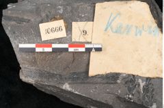 Foto (Detailansicht) von Neuropteris karwinensis Ettingshausen (NHMW-GEO-2024-0188-10666)